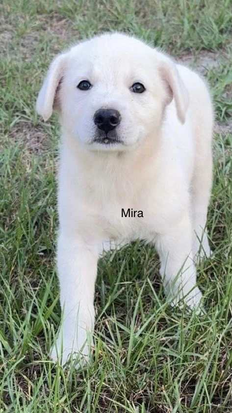 A baby unknown-sized female Anatolian Shepherd dog named MIRA for adoption in Rome, GA
