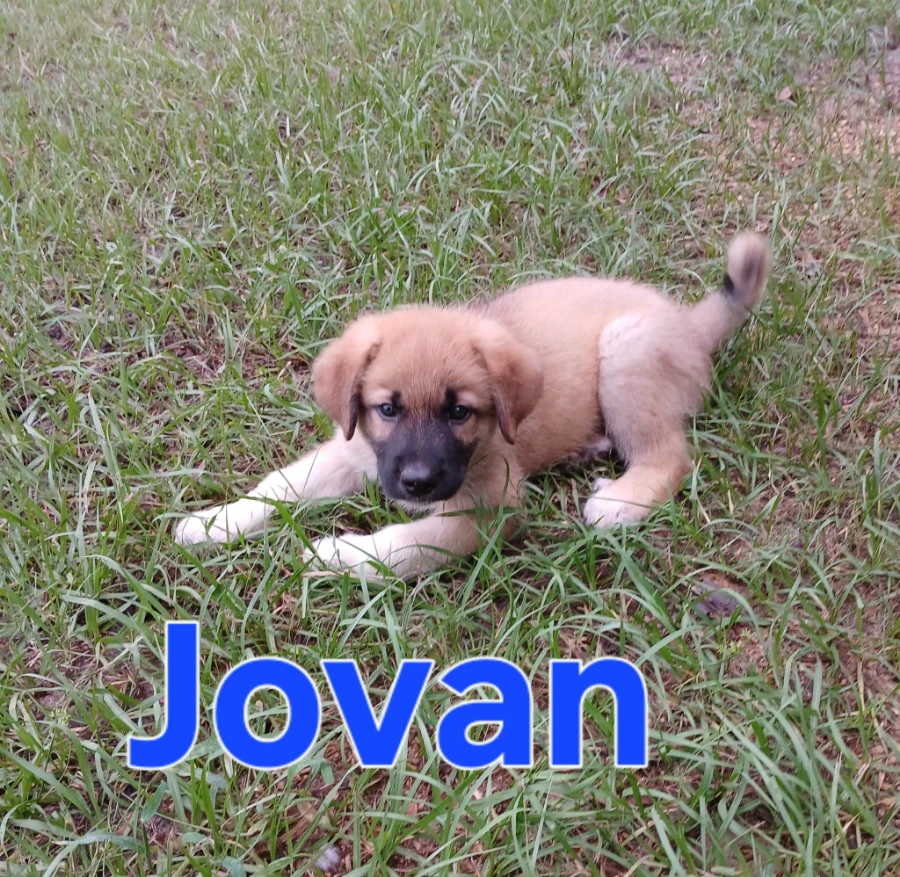 A baby unknown-sized male Anatolian Shepherd dog named JOVAN for adoption in Rome, GA