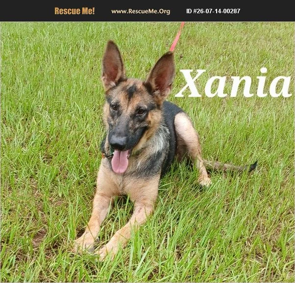 A young unknown-sized female German Shepherd Dog dog named Xania for adoption in Rome, GA