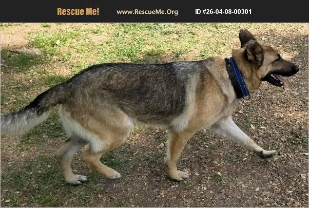 A young unknown-sized female German Shepherd Dog dog named Lyra for adoption in Rome, GA