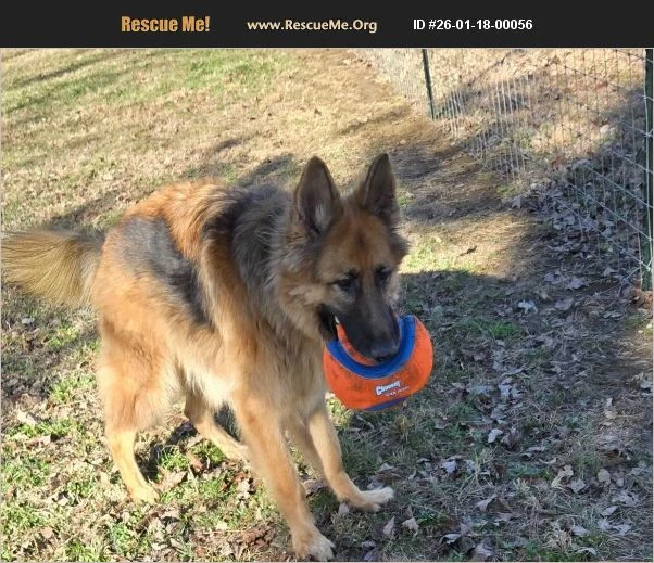 A young unknown-sized male German Shepherd Dog dog named Onyi for adoption in Rome, GA