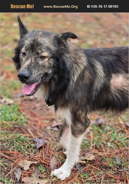 A young unknown-sized male Alaskan Malamute dog named Adnan for adoption in Rome, GA