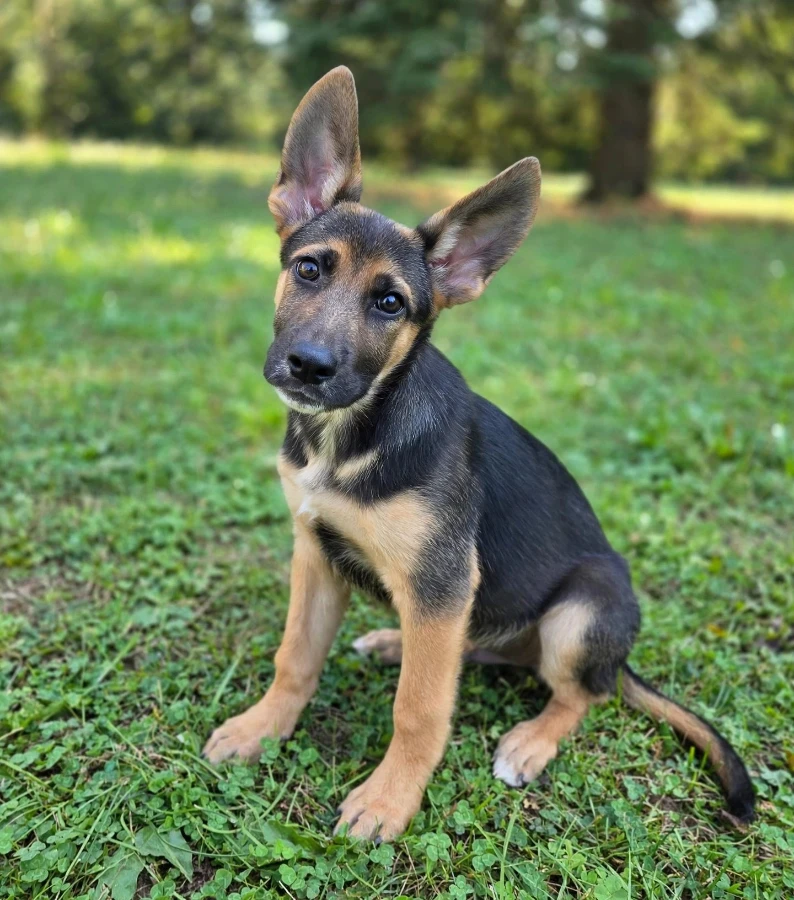 A baby unknown-sized male German Shepherd Dog dog named Jago for adoption in Rome, GA