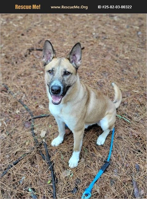 An adult unknown-sized male German Shepherd Dog dog named Conan for adoption in Rome, GA