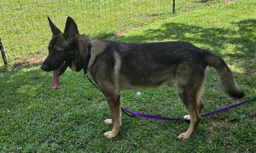 A young unknown-sized male German Shepherd Dog dog named KALIN for adoption in Rome, GA