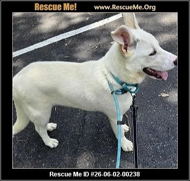 A baby unknown-sized male Mixed Breed dog named FENDI for adoption in Rome, GA