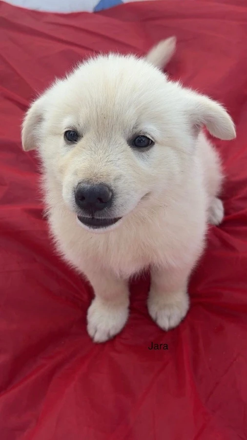 A baby unknown-sized female Anatolian Shepherd dog named JARA for adoption in Rome, GA