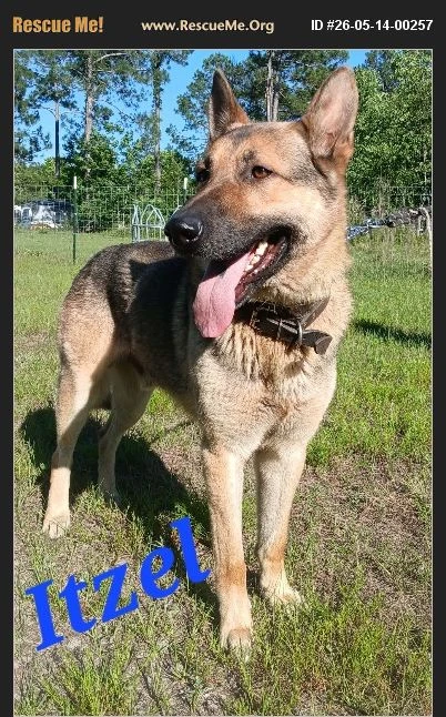 A young unknown-sized male German Shepherd Dog dog named Itzel for adoption in Rome, GA