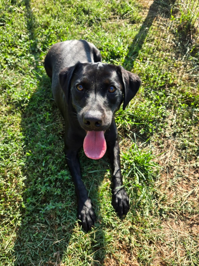 A young unknown-sized female Black Labrador Retriever dog named STARR for adoption in Rome, GA
