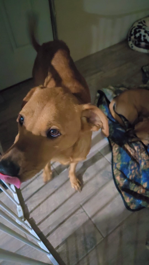 A young medium-sized male Labrador Retriever dog named Doui for adoption in Mission, TX