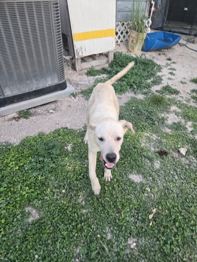 A young medium-sized male Labrador Retriever dog named Paloma for adoption in Mission, TX