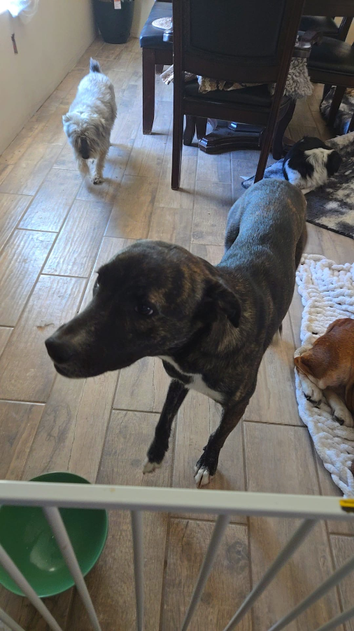 A young medium-sized male Greyhound dog named Logan for adoption in Mission, TX