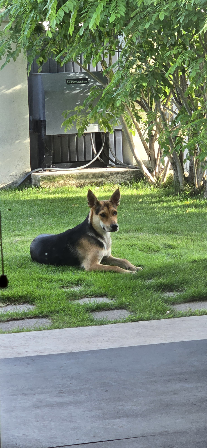 A baby medium-sized female German Shepherd Dog dog named Daisy for adoption in Mission, TX