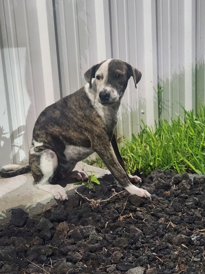 A baby medium-sized female Mountain Cur dog named Lulu for adoption in Mission, TX