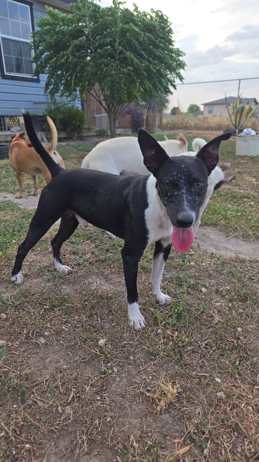 A young extra large-sized male Black Labrador Retriever dog named Manny for adoption in Mission, TX