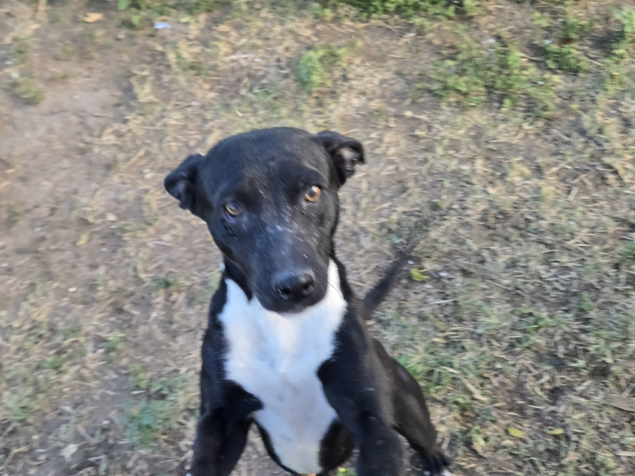 A young medium-sized male Black Labrador Retriever dog named Tux for adoption in Mission, TX