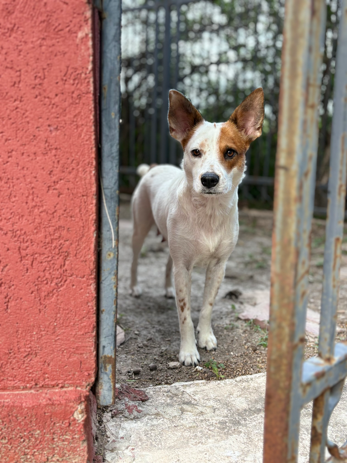 An adult medium-sized female Jack Russell Terrier dog named Dawn for adoption in Mission, TX