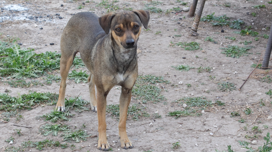 An adult medium-sized female Miniature Pinscher dog named Brownie for adoption in Mission, TX