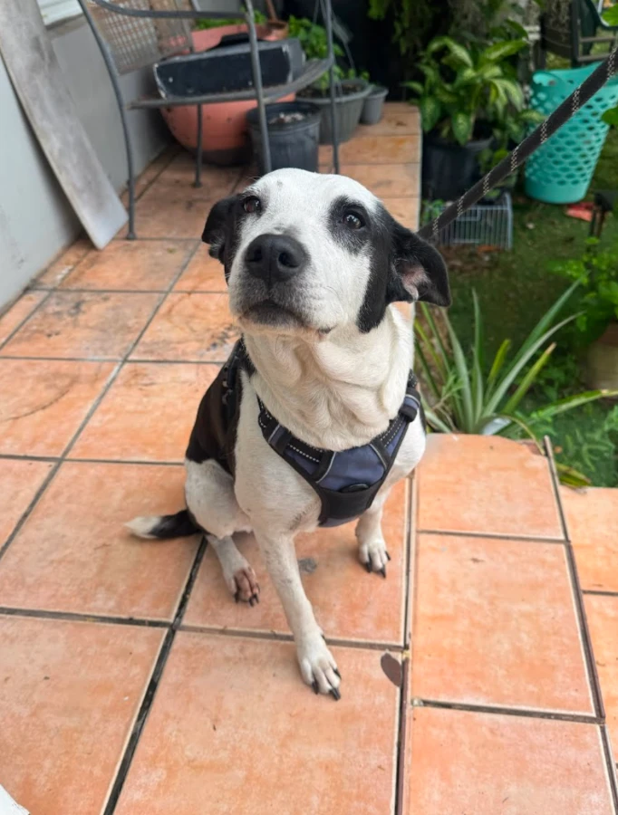Lola