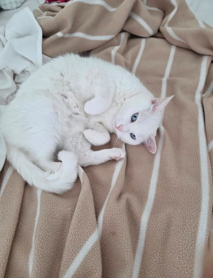 An adult medium-sized female Mixed Breed cat named Lulu for adoption in Davie, FL