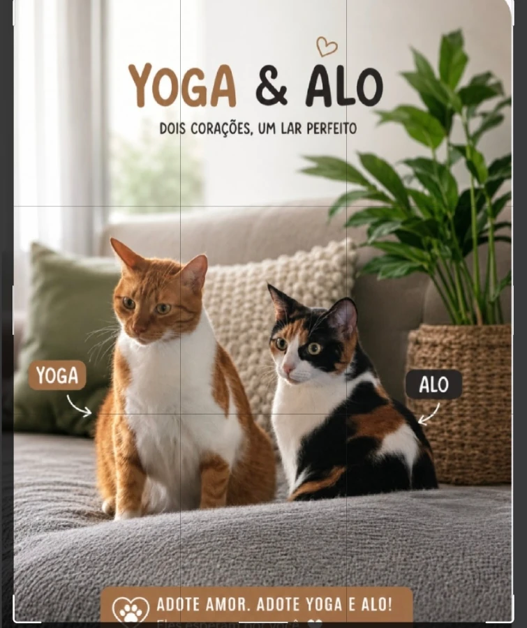 An adult unknown-sized female Mixed Breed cat named Yoga And Alo for adoption in Davie, FL