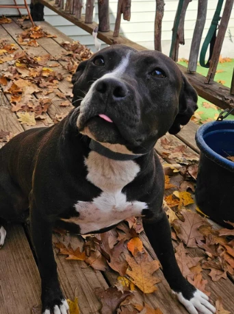 An adult unknown-sized female Pit Bull Terrier dog named Kala for adoption in Bowdoin, ME