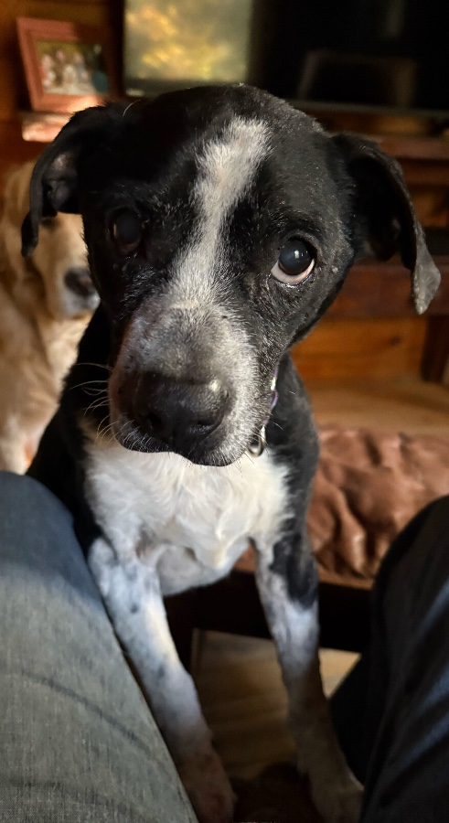A senior medium-sized male Black Mixed Breed dog named Rocky for adoption in Bowdoin, ME