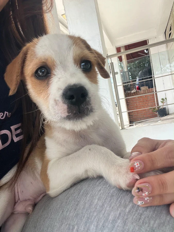 An unknown unknown-sized male Terrier dog named Pippino for adoption in Van Nuys, CA