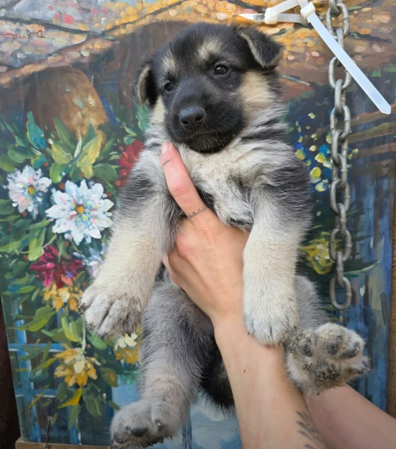 A baby unknown-sized female German Shepherd Dog dog named Zhen for adoption in Van Nuys, CA