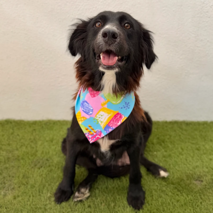 An adult unknown-sized female Border Collie dog named Maggie for adoption in Van Nuys, CA