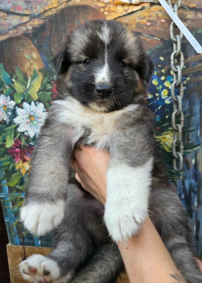 A baby unknown-sized female German Shepherd Dog dog named Mei for adoption in Van Nuys, CA