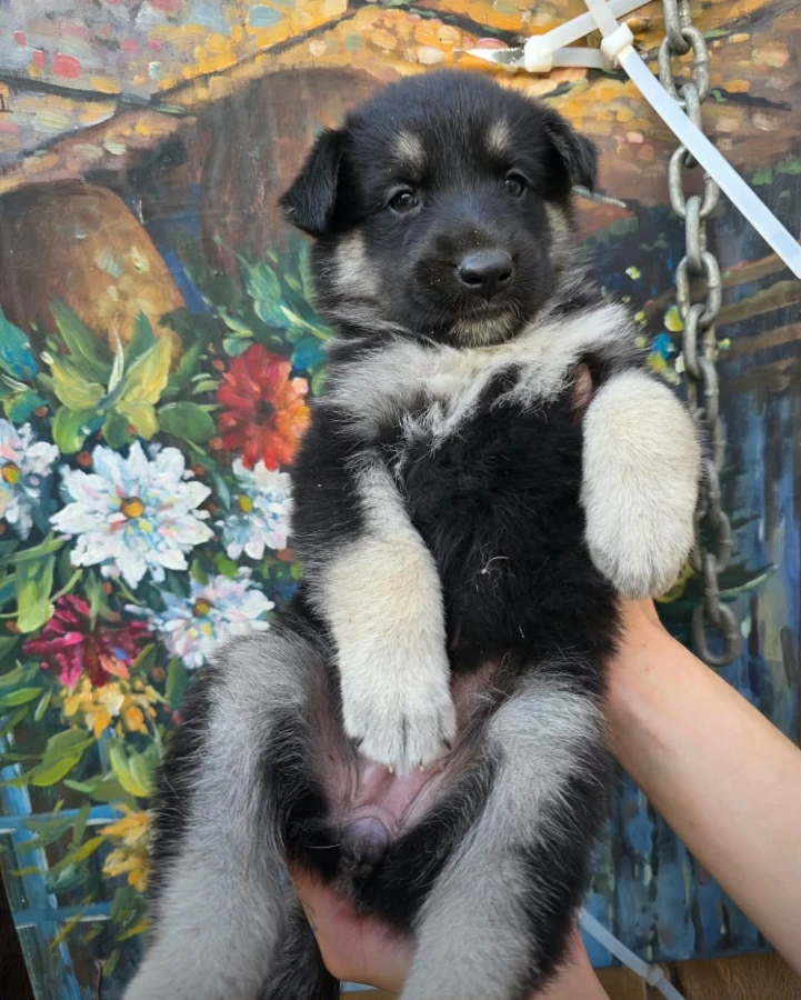 A baby unknown-sized female Shepherd dog named Zuki for adoption in Van Nuys, CA