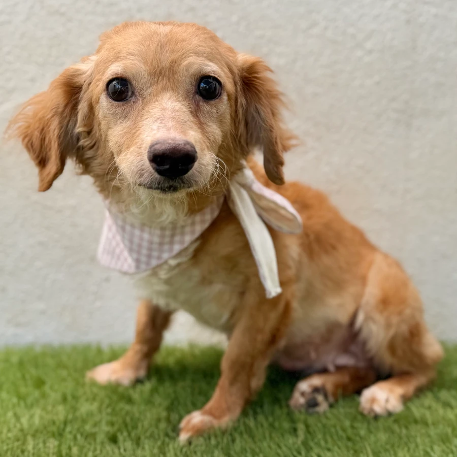 An adult small-sized female Dachshund dog named Wanda for adoption in Van Nuys, CA