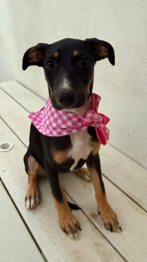 A baby medium-sized female Brindle Labrador Retriever dog named Tinkerbell for adoption in Van Nuys, CA