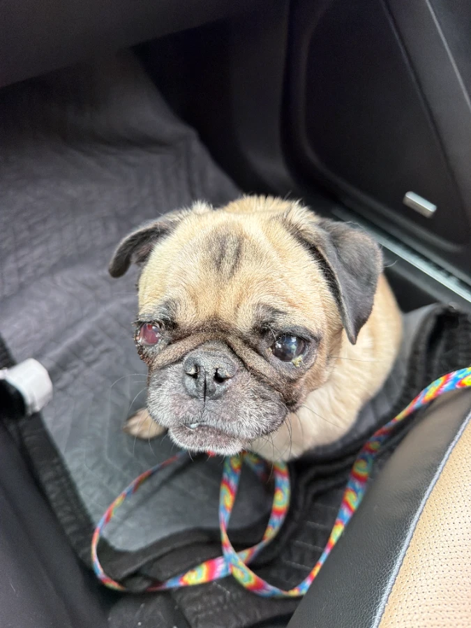 A senior medium-sized female Pug dog named Bella for adoption in Fort Calhoun, NE