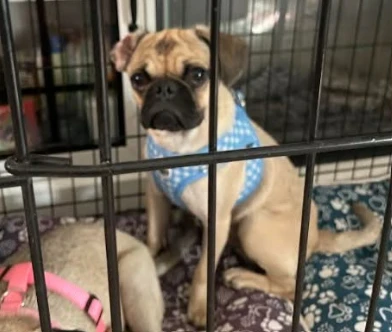 Mario- Blue And White Harness