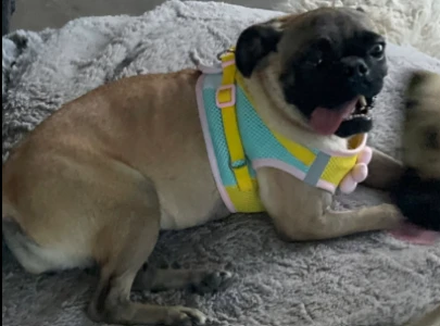 Dolly Aqua And Yellow Harness
