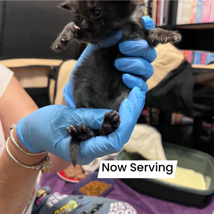 Now Serving thumbnail 2