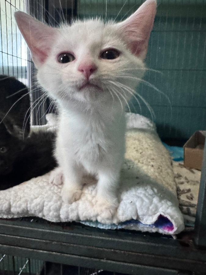 A baby small-sized female White Domestic Short Hair cat named Form 27B for adoption in Cleveland, OH