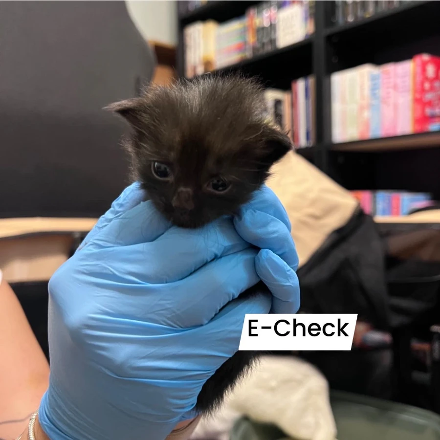 E Check thumbnail 2