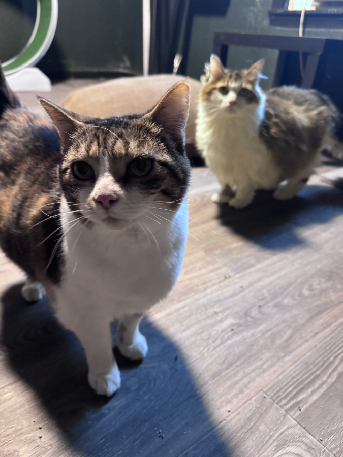 A senior extra large-sized female Domestic Short Hair cat named Callie for adoption in Cleveland, OH