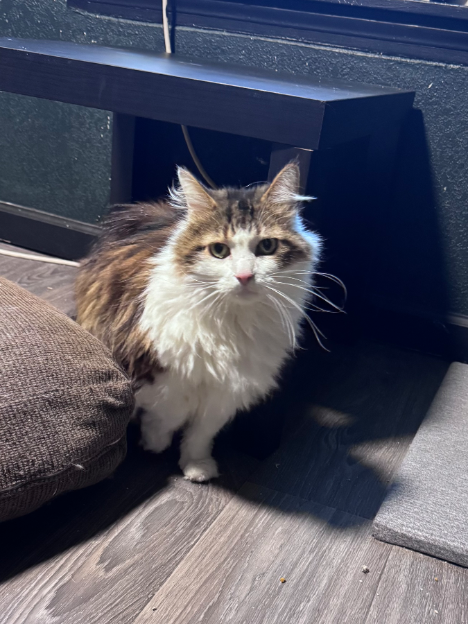 A senior extra large-sized male Domestic Long Hair cat named Linus for adoption in Cleveland, OH