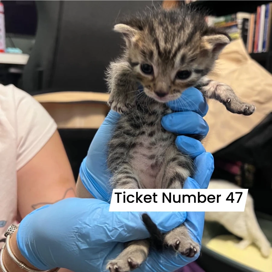 Ticket Number 47 thumbnail 2