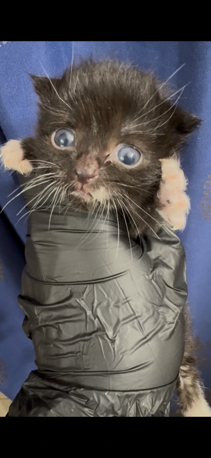 Abby thumbnail 3