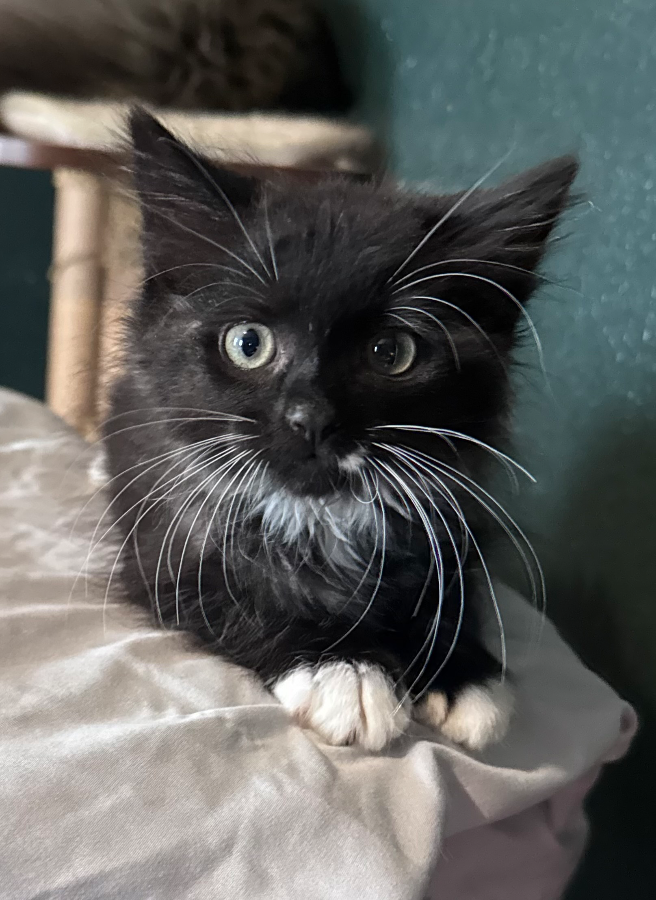 A baby medium-sized female Black & White / Tuxedo Domestic Medium Hair cat named Abby for adoption in Cleveland, OH