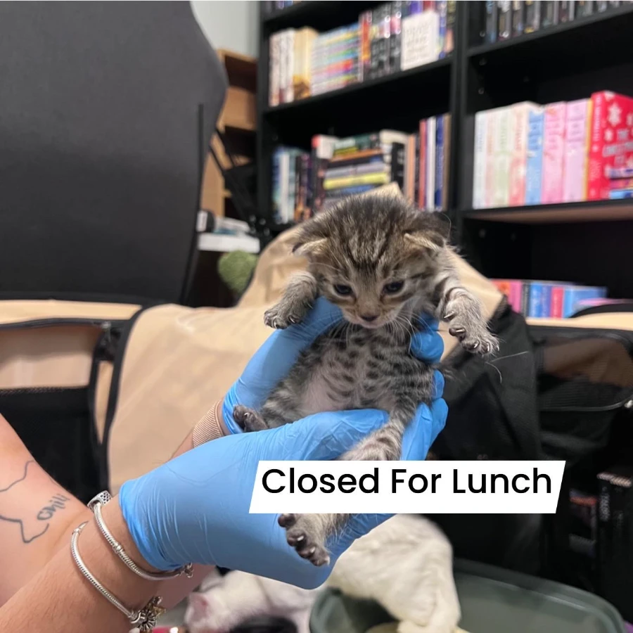 Closed For Lunch thumbnail 2