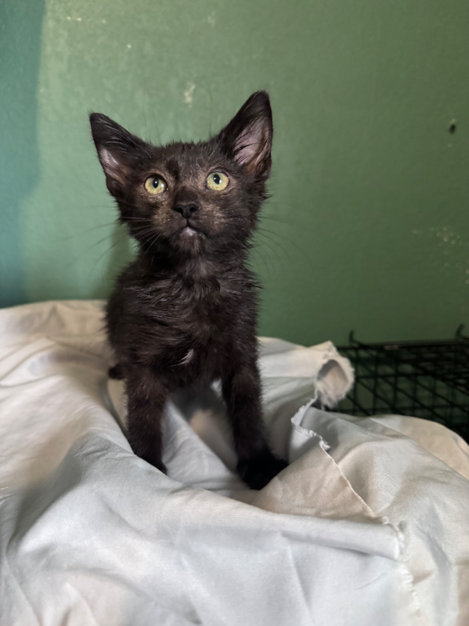 A baby medium-sized female Black Domestic Short Hair cat named Dionysus for adoption in Cleveland, OH