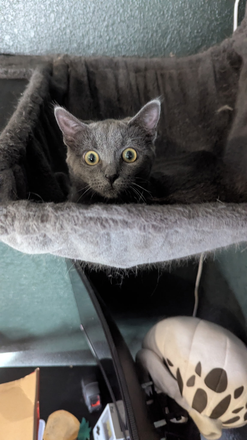 A baby small-sized female Domestic Short Hair cat named Subpoena for adoption in Cleveland, OH