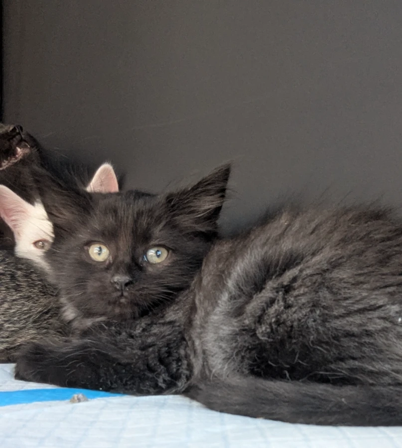 A baby small-sized male Black Domestic Long Hair cat named E Check for adoption in Cleveland, OH