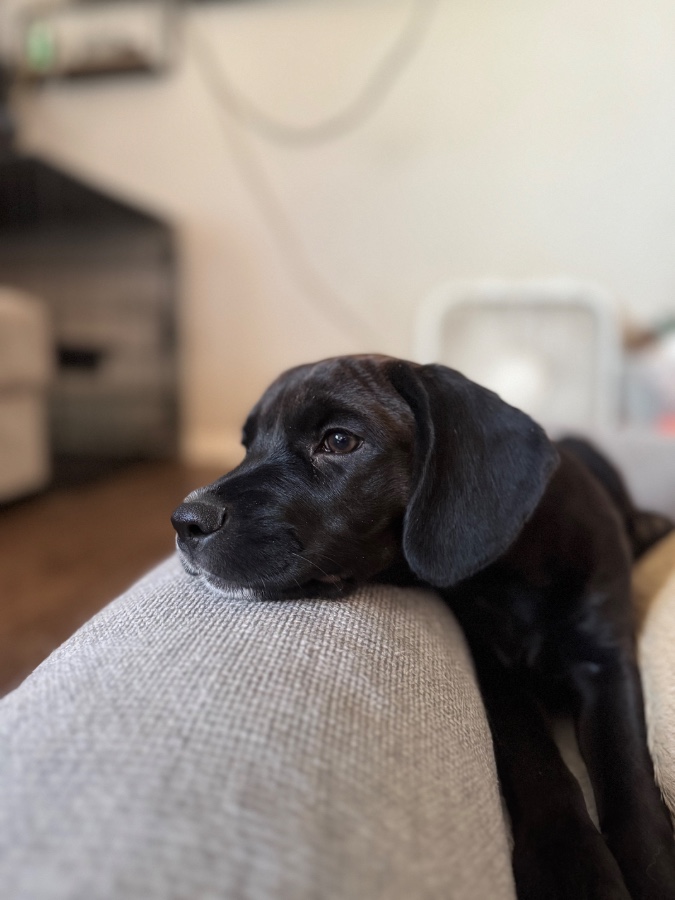 Millie thumbnail 3